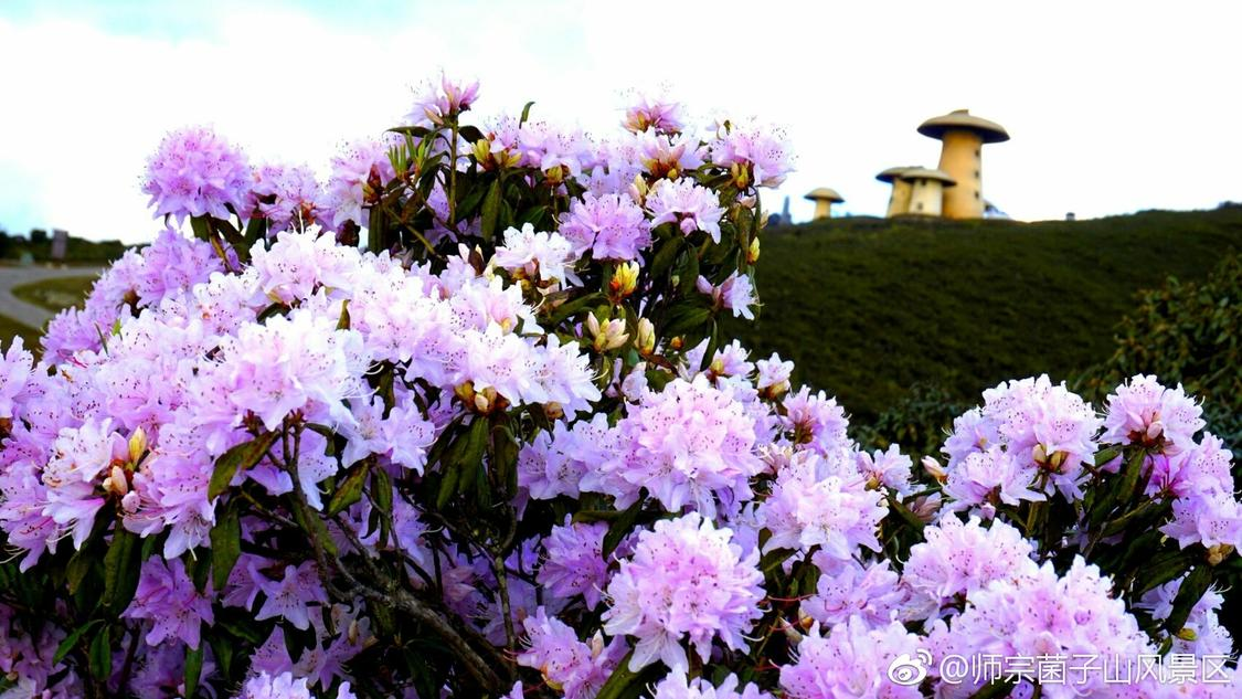 昨日线下推广差异化定制您的网络平台运营模式全解:平台、代理与终端的连接,抖音双击用什么软件：便捷视频剪辑工具轻松上手指南